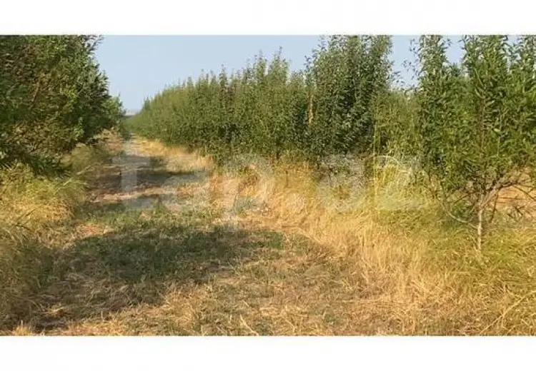 0 m² Obyekt / Ofis , Şabran
