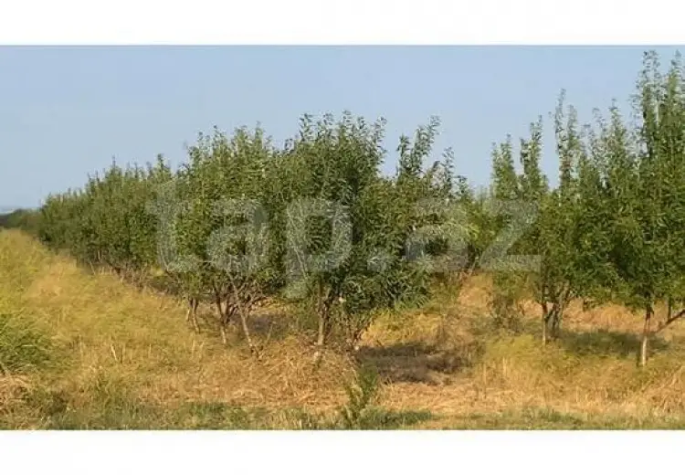 0 m² Obyekt / Ofis , Şabran