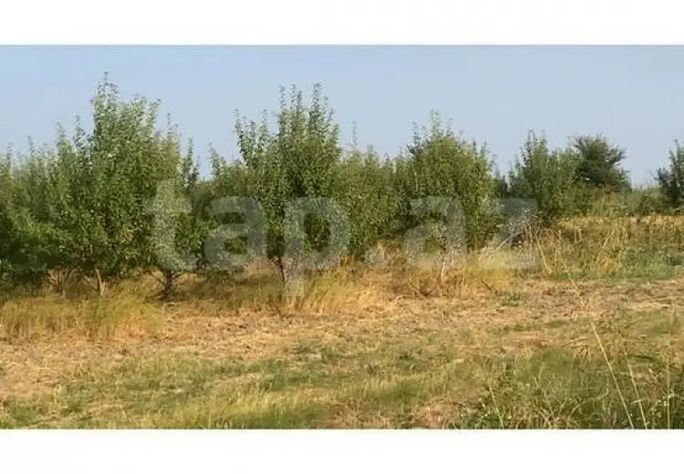 0 m² Obyekt / Ofis , Şabran