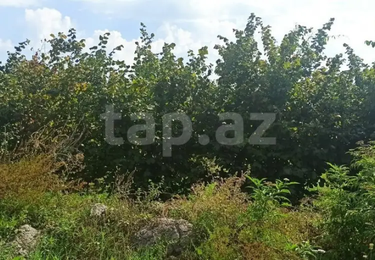 0 m² Obyekt / Ofis , Xaçmaz