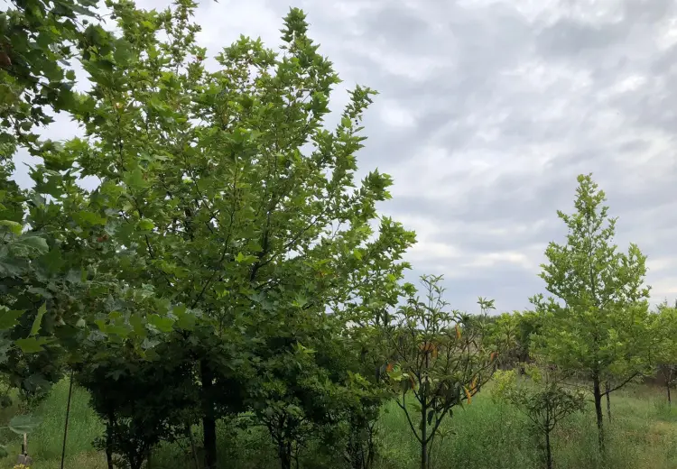 40 sot Torpaq Satılır, Pirşağı qəs., Sabunçu, Bakı