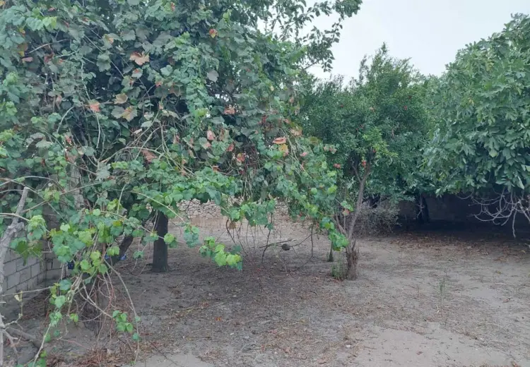 4 sot Torpaq Satılır, Nardaran qəs., Sabunçu, Bakı