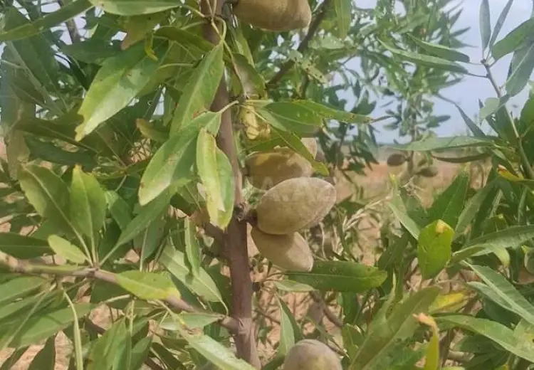 412 sot Torpaq Satılır, Şabran