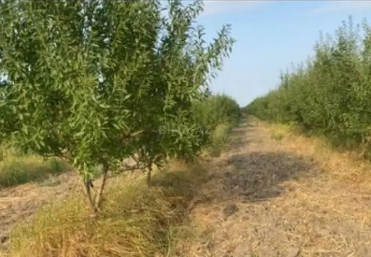 412 sot Torpaq Satılır, Şabran