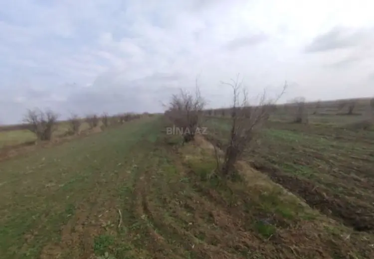 4630.1 sot Torpaq Satılır, Biləsuvar