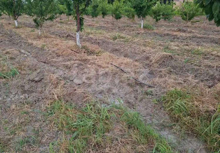 0 m² Obyekt / Ofis , Xaçmaz