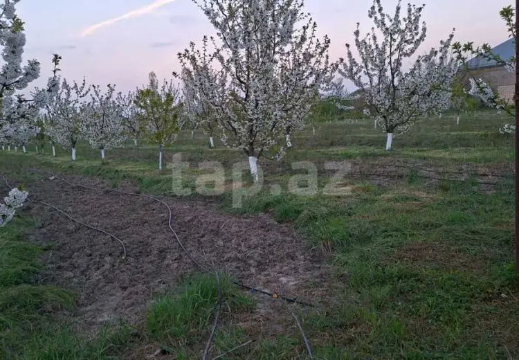 0 m² Obyekt / Ofis , Xaçmaz