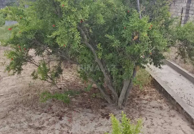 4 sot Torpaq Satılır, Pirşağı qəs., Sabunçu, Bakı