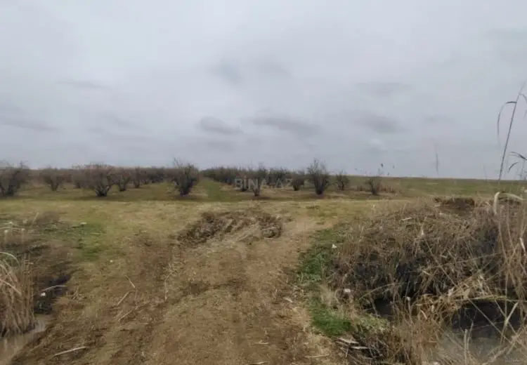 2312 sot Torpaq Satılır, Biləsuvar