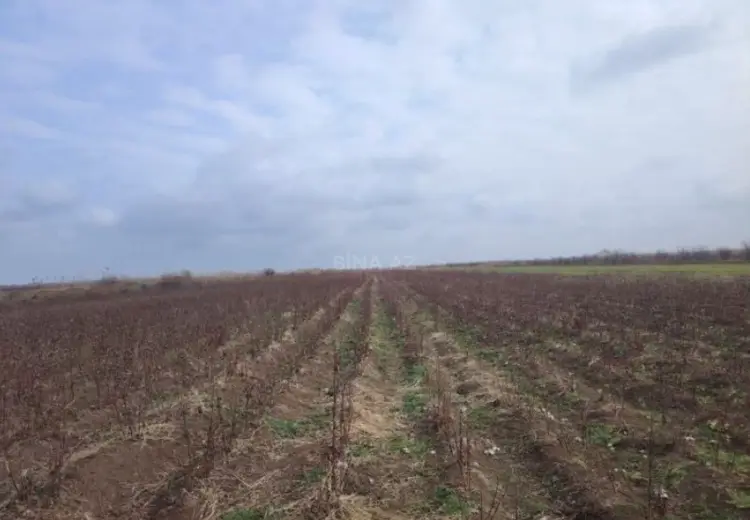 12229.4 sot Torpaq Satılır, Biləsuvar