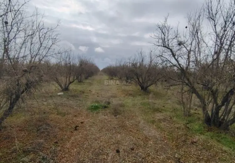 12229.4 sot Torpaq Satılır, Biləsuvar