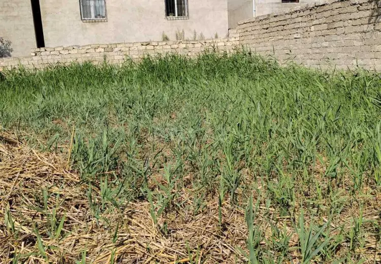 6 sot Torpaq Satılır, Məştağa qəs., Sabunçu, Bakı