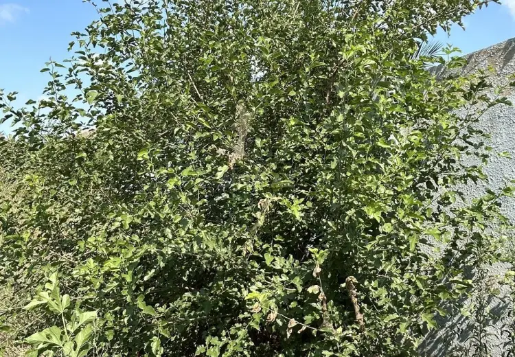 4.8 sot Torpaq Satılır, Məştağa qəs., Sabunçu, Bakı