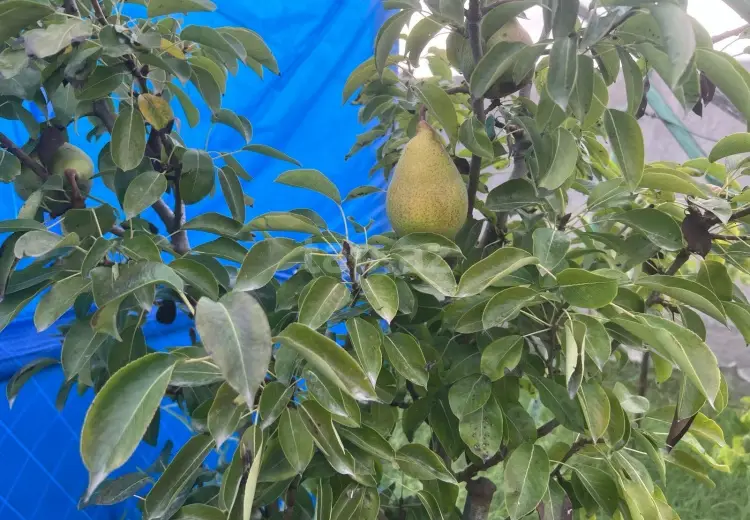 5 otaqlı mənzil , Fatmayı, Abşeron