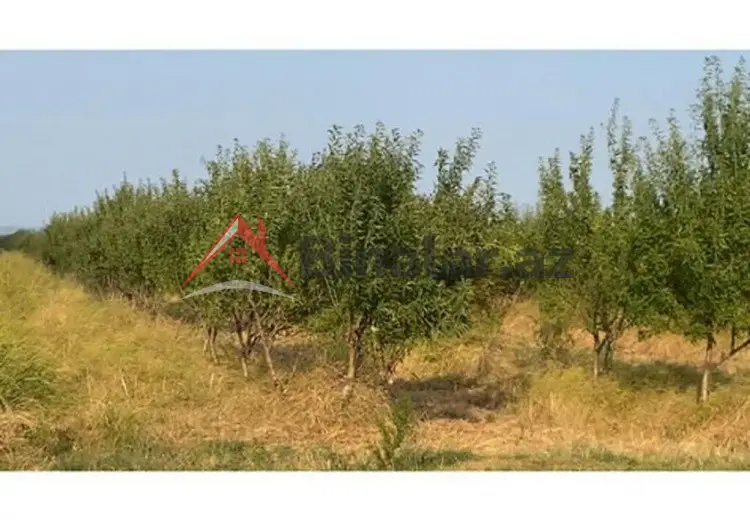 412 sot Torpaq Satılır, Şabran