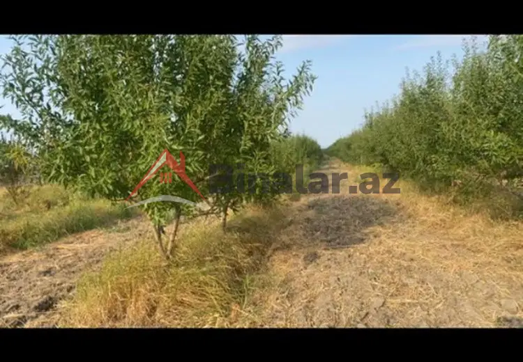 412 sot Torpaq Satılır, Şabran