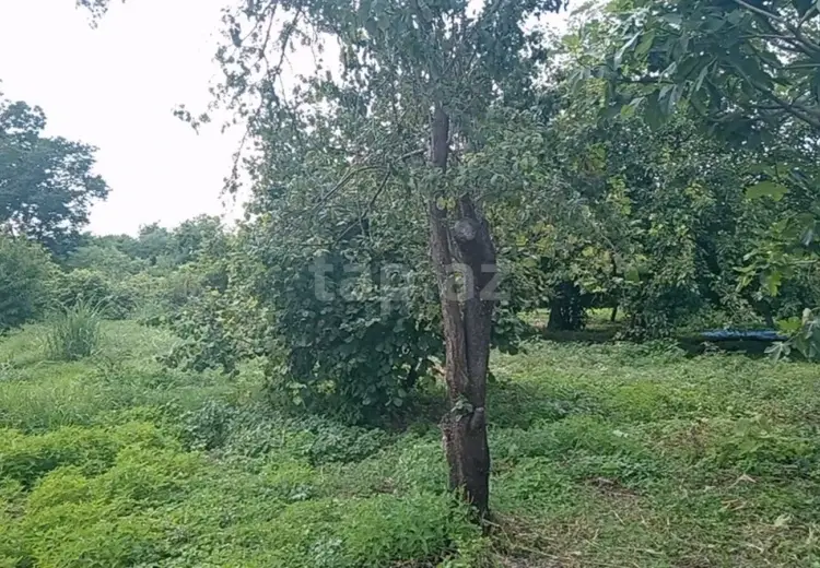 0 m² Obyekt / Ofis , Zaqatala
