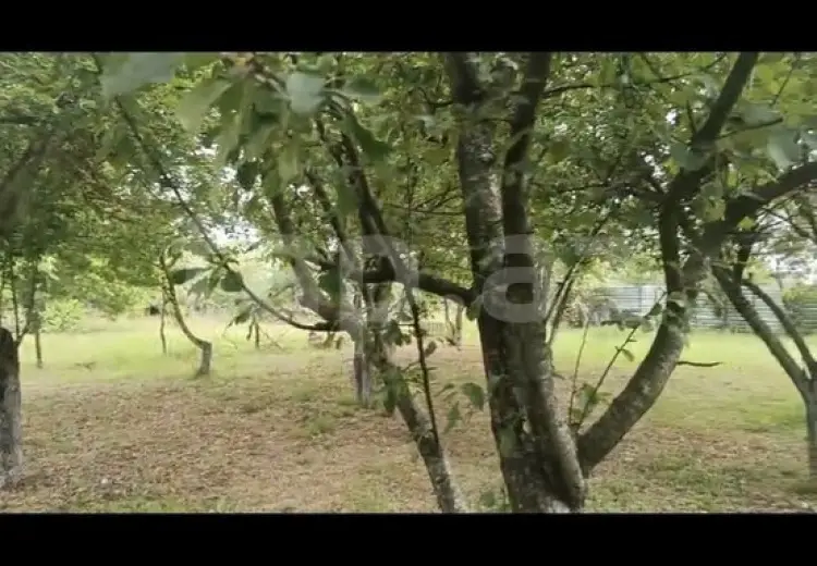 0 m² Obyekt / Ofis , Qəbələ