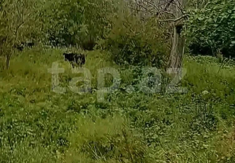3 otaqlı mənzil , Bərdə