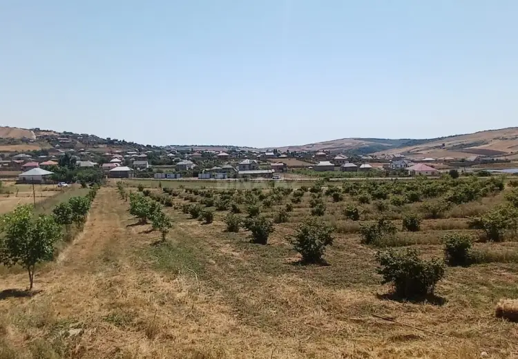 440 sot Torpaq Satılır, Şamaxı