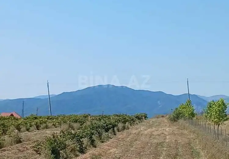 440 sot Torpaq Satılır, Şamaxı