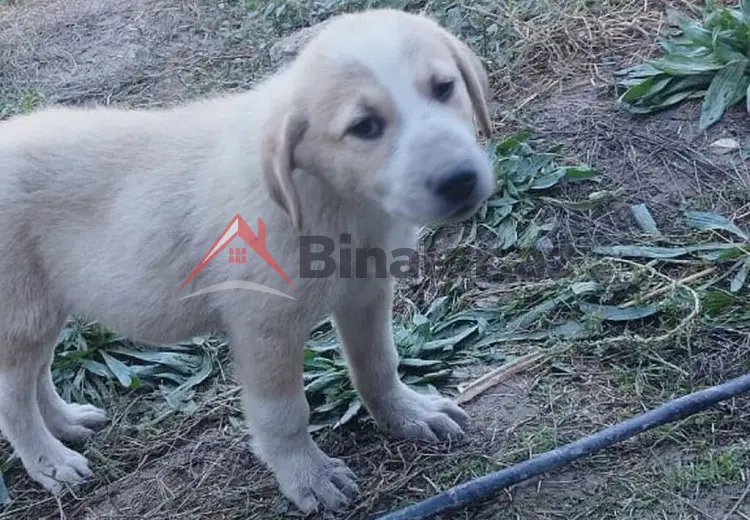 12 sot Torpaq Satılır, Saatlı