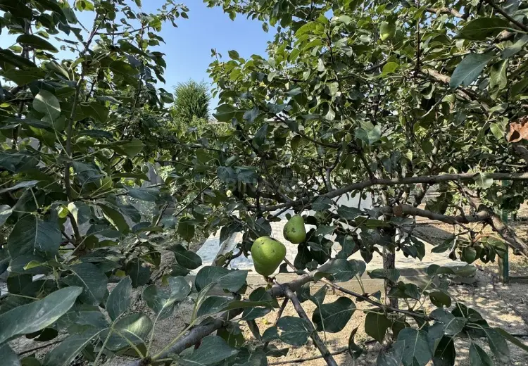 14.5 sot Torpaq Satılır, Fatmayı, Abşeron