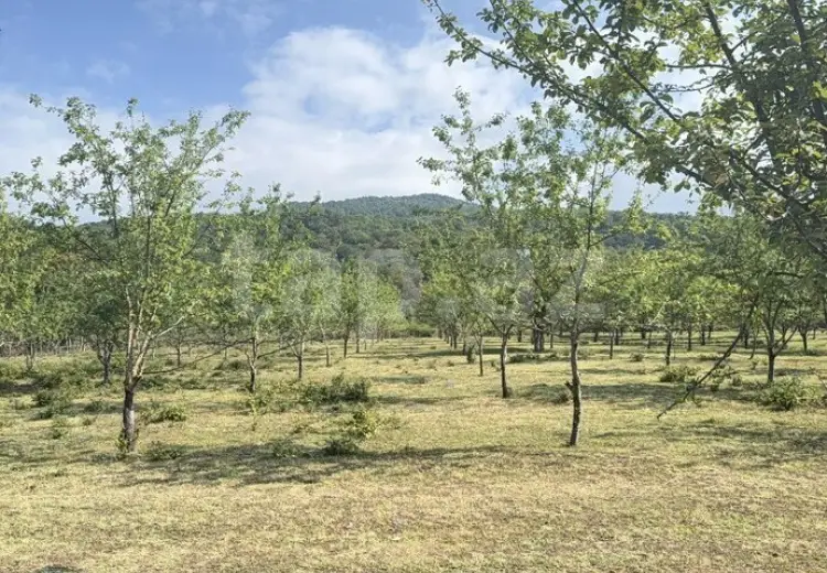 0 m² Obyekt / Ofis , İsmayıllı