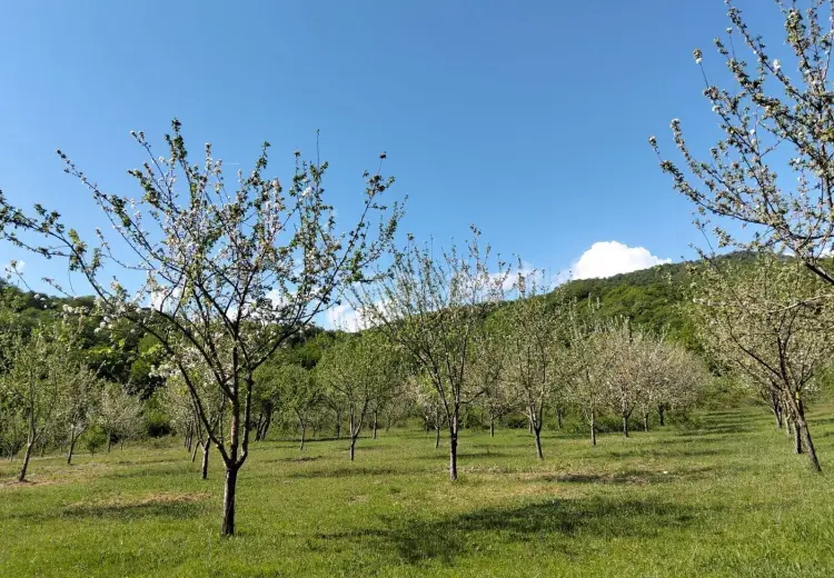 0 m² Obyekt / Ofis , İsmayıllı