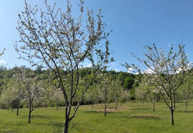 0 m² Obyekt / Ofis , İsmayıllı