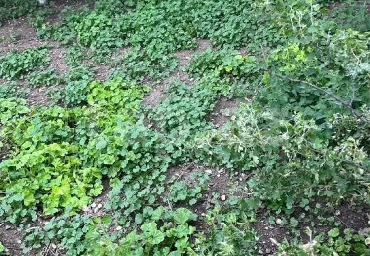 0 m² Obyekt / Ofis , Şamaxı