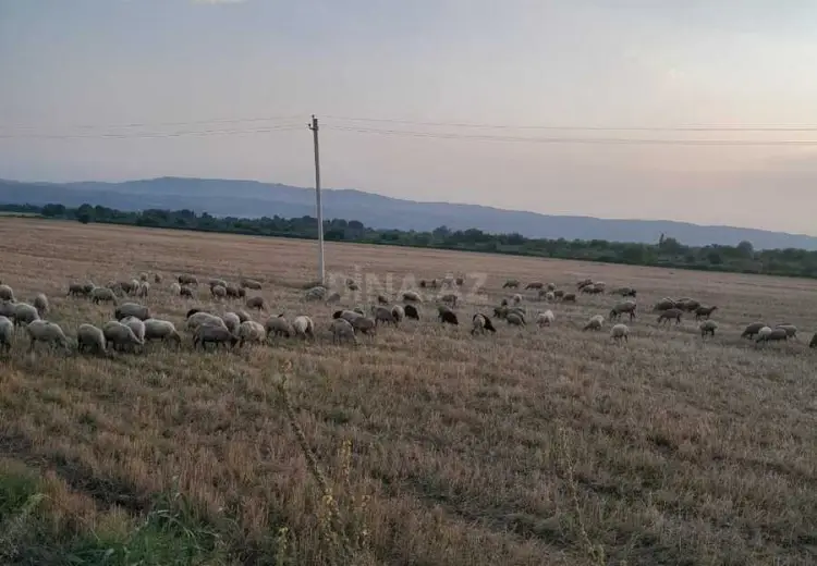 10 sot Torpaq Satılır, Şəki