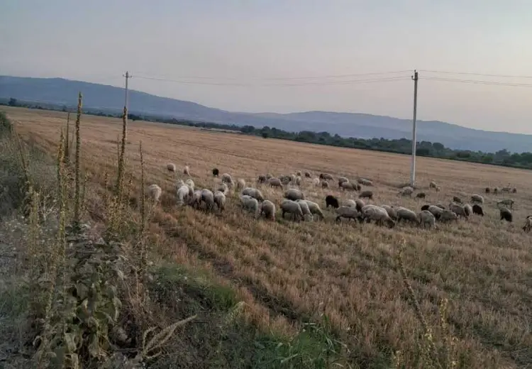 10 sot Torpaq Satılır, Şəki