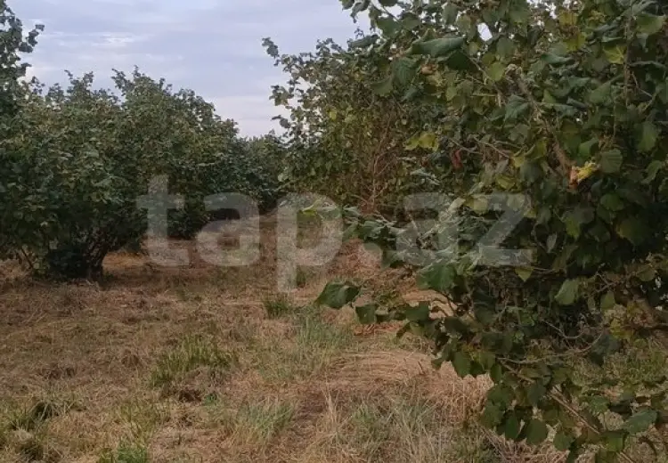 0 m² Obyekt / Ofis , Xaçmaz