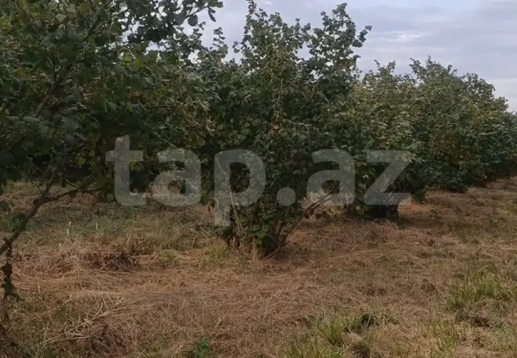 0 m² Obyekt / Ofis , Xaçmaz