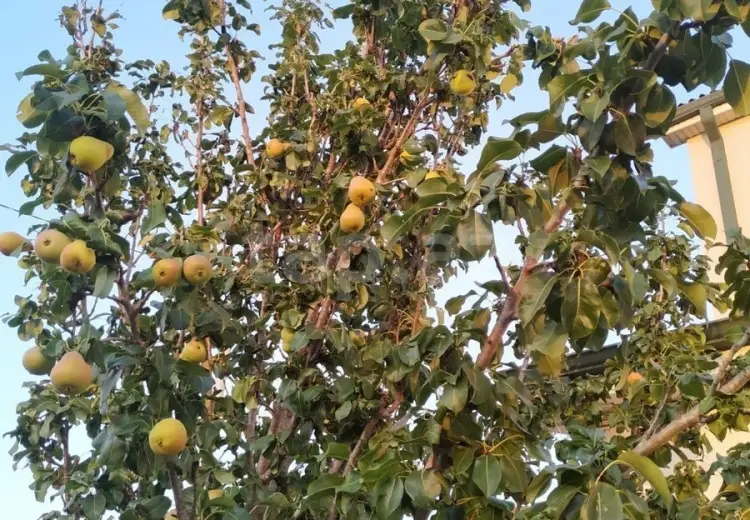 8 otaqlı mənzil , Xaçmaz