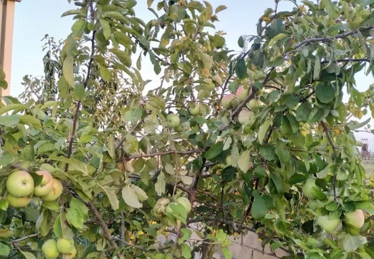 8 otaqlı mənzil , Xaçmaz