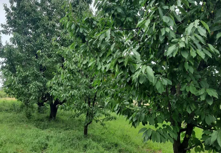 36 sot Torpaq Satılır, Quba