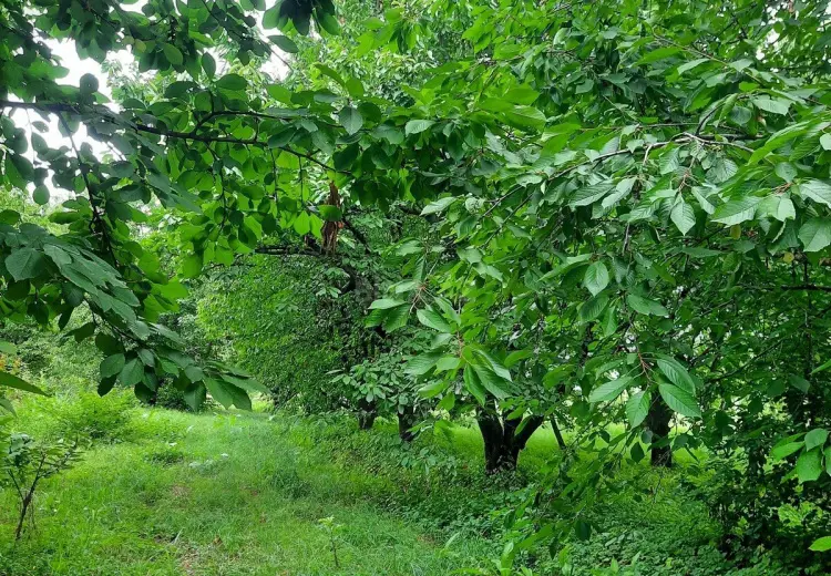 36 sot Torpaq Satılır, Quba
