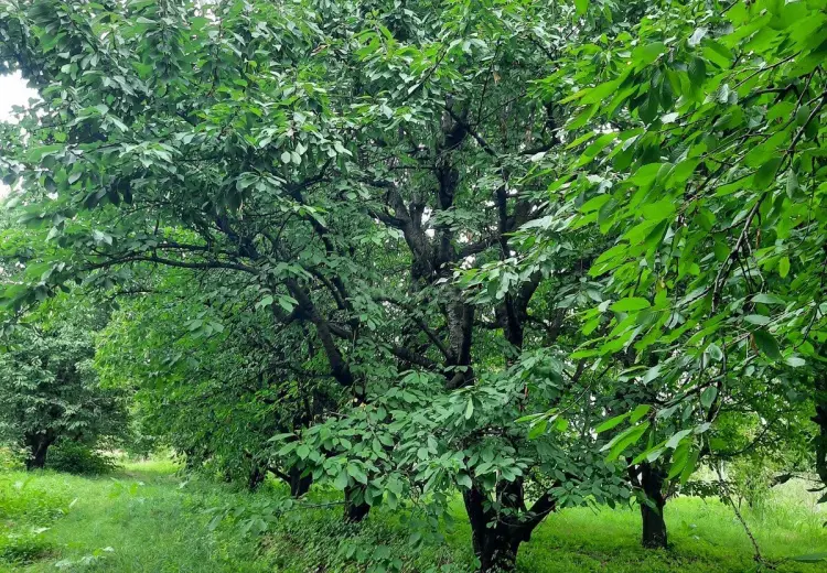 36 sot Torpaq Satılır, Quba