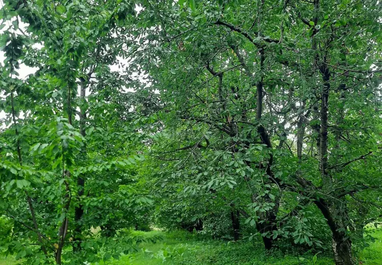 36 sot Torpaq Satılır, Quba
