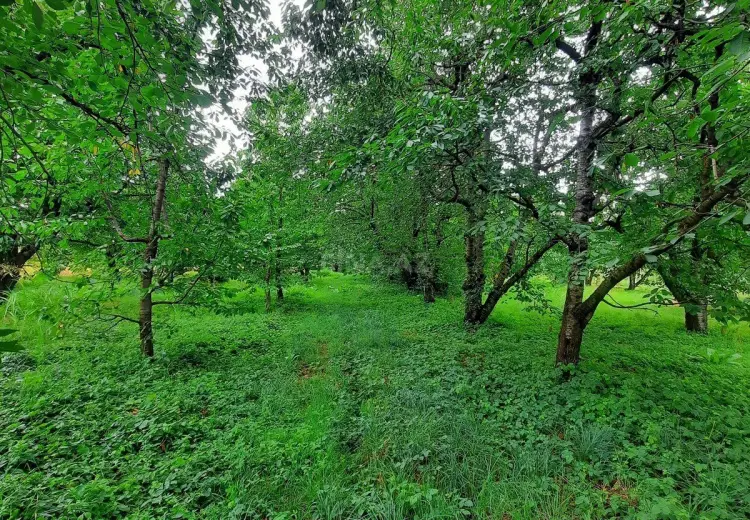 36 sot Torpaq Satılır, Quba