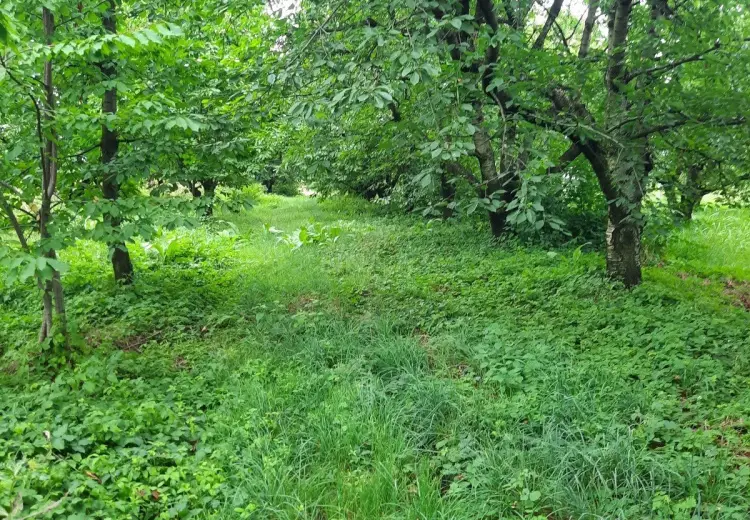 36 sot Torpaq Satılır, Quba