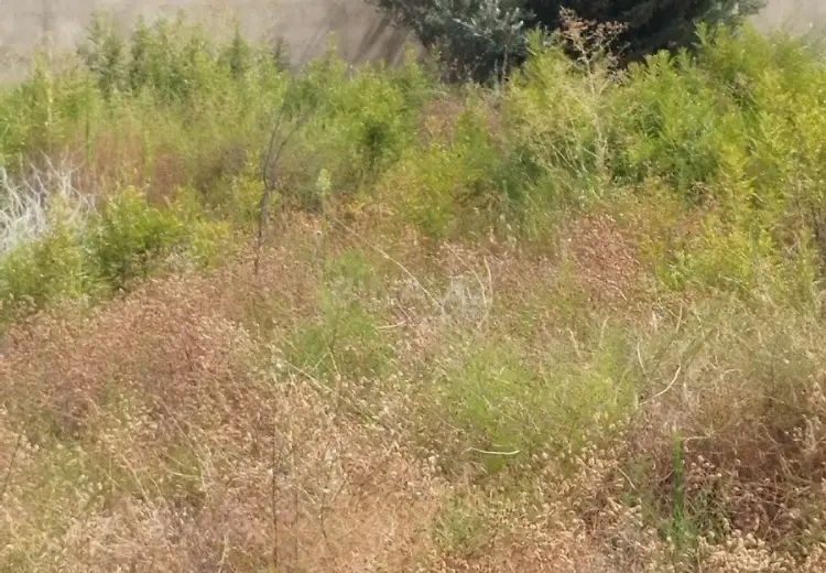 12 sot Torpaq Satılır, Nardaran qəs., Sabunçu, Bakı