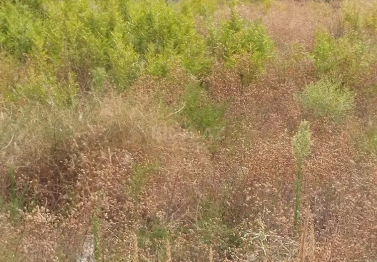 12 sot Torpaq Satılır, Nardaran qəs., Sabunçu, Bakı