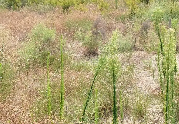 12 sot Torpaq Satılır, Nardaran qəs., Sabunçu, Bakı