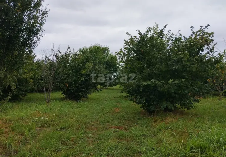 0 m² Obyekt / Ofis , Xaçmaz