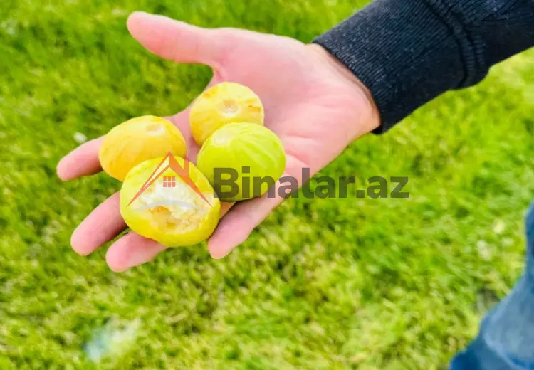 11 sot Torpaq Satılır, Bakı