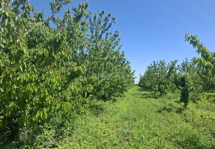 162 sot Torpaq Satılır, Quba