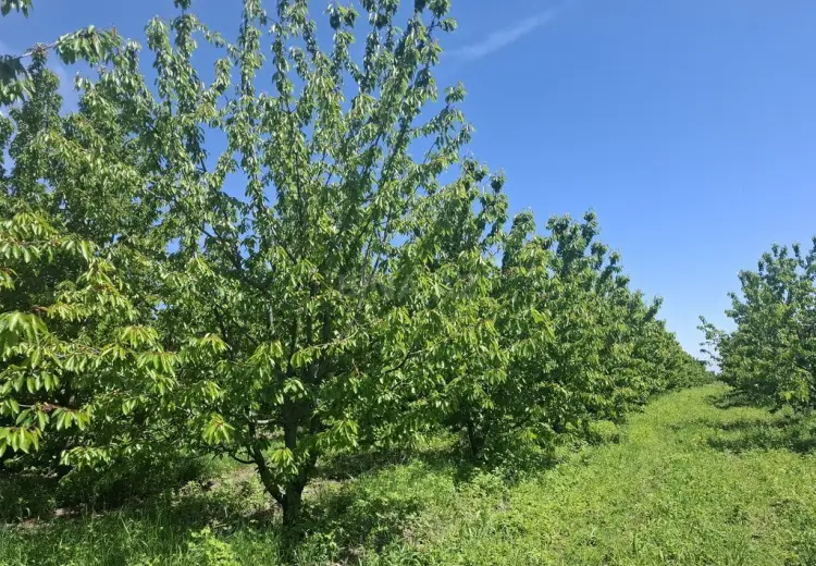 162 sot Torpaq Satılır, Quba